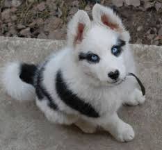 Corgi Husky Mix Puppies For Sale In Missouri Google Search Cute Animals Puppies Animals Beautiful