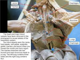Chapter 11 Fetal Pig Dissection Anatomy And Physiology 2 Laboratory Manual