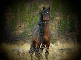 Alberta S Wild Horses A Heritage Species The Wild Horses Of Alberta Society