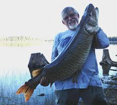 The certified weight record was an impressive 49.75 pounds (and 50.37 inches), caught by anna marsh on stonecoal lake in 1997. New World Record Tiger Muskie Caught In Idaho