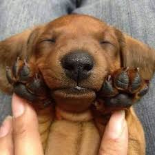 Pin By Missy Willert On Dachshund Cute Little Puppies Dachshund Puppies Cute Puppies
