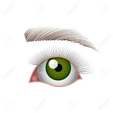 You'll find that your eyebrows grow along the brow bone. Eye Green Eye With Eyelashes And Eyebrow A Simple Realistic Royalty Free Cliparts Vectors And Stock Illustration Image 98793385