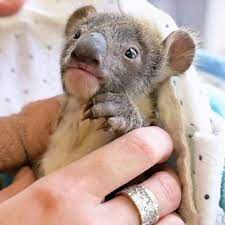 Explore liddyahh's photos on flickr. Australien Sturz Vom Eukalyptus Baum Koala Baby Wird Mit Gips Aufgepappelt Stern De