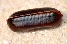 You can pick one depending on your specific situation. Identifying And Eliminating Cockroach Eggs Radar Pest Control