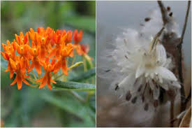 Butterfly bush pests and diseases. How To Collect Grow Milkweed Seeds Asclepias Empress Of Dirt