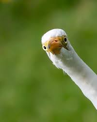 Pin By Duncraft On Animaux Funny Animal Faces Funny Animals Nature Photography Animals