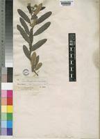 Image result for Ozoroa paniculosa