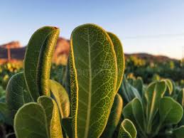 Image result for Hertia