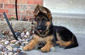 Pin By Patricia Wilson On German Shepherd German Shepherd Puppies Shepherd Puppies German Shepherd