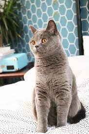 Purrrrfect 4 Redenen Waarom Een Britse Korthaar Poes Zo Leuk Is By Evelien