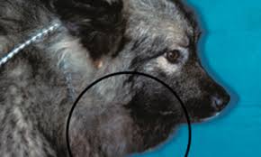 Image result for Dissotis glandulosa