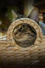 Untitled By Joanne Lemay 500px Cats Cat Love Crazy Cats