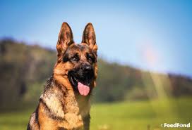Check spelling or type a new query. German Shepherd Golden Retriever Mix Dog Breed Guide For 2020 Golden Retriever German Shepherd Best Dog Breeds Dog Breeds