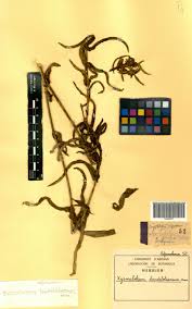 Image result for Xysmalobium heudelotianum