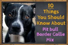 Check spelling or type a new query. 10 Things To Know About The Pit Bull Border Collie Mix Zooawesome
