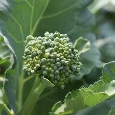 There are some soil tweaks and pests to watch out for, but growing broccoli—'blue wind' © steve masley…click image to enlarge. Growing Broccoli In Ohio Dengarden