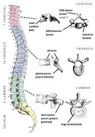 the different types of vertebrae john hawks weblog