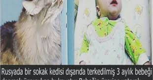 Hayvanlar Insanlardan Daha Merhametli Resimli Alintilar Gercekler Ilginc Gercekler
