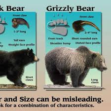 The internet was abuzz with takes on dillon brooks and jordan clarkson. Bear Attack Avoidance Tips Offered By Biologist The Spokesman Review