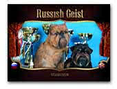 They have a small, naturally docked tail. Griffon Belge Belgian Griffon Breeders And Kennels Eurobreeder Com