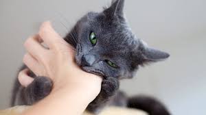 Bir Kedi Neden Isirir Ajanimo