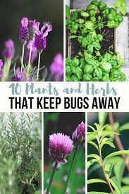 Cabbage, beets, peas, fennel, dill, and rosemary. 10 Plants And Herbs That Keep Bugs Away A Grande Life