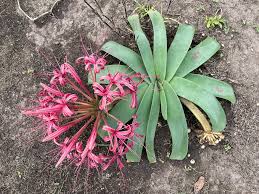 Image result for Ammocharis tinneana
