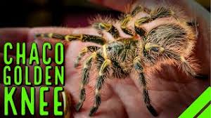 At the show on sunday i bought a tarantula that i have wanted to own for a long time now. Chaco Golden Knee Tarantula Grammostola Pulchripes Care Husbandry Youtube