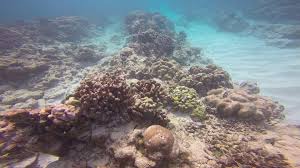 Dead coral reef phone wallpaper. El Nino S Warm Water Devastates Coral Reefs In Pacific Ocean News Center