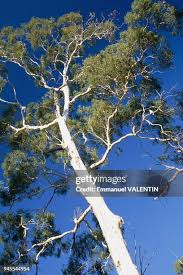 Image result for Eucalyptus sp.