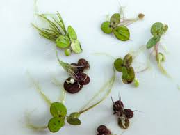 Image result for Spirodela