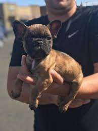 Gator is short, wide, big bone with a large head and an incredible pedigree. 1 800 French Bulldog Fawn Puppies For Sale San Diego Ca Shoppok