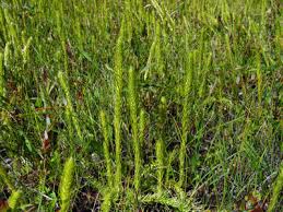 Image result for Lycopodiella caroliniana