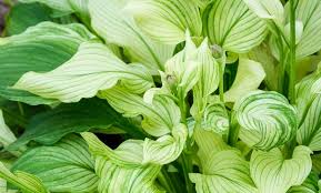 We did not find results for: Up To 77 Off On White Feather Hosta 3 Pk Groupon Goods
