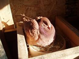 Click This Image To Show The Full Size Version Chickens Backyard Pet Chickens Backyard Eating