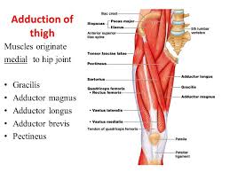 Pin On Muscle