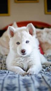 Baby Black And White Husky With Blue Eyes 12 Pure White Pups That Ll Take Your Breath Away Puppies Cute Dogs Cute Animals