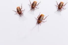 Pest control & animal removal services that you can count on throughout the toronto, durham & york region! Complete Pest Control Pest Control Service In East Rockaway Ny