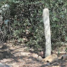 The manger told me i was too boss and that i should discuss things with my colleagues rather than telling them what to do all the time. Old Man Cactus Growing Tips For Cephaocereus Senilis