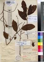 Image result for Antidesma membranaceum