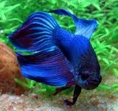 She Owns A Beta Fish Named Icarus One Of The Only Living Things She Cares For Habitually And Feels She Really Relates To Betta Fish Care Beautiful Fish Betta