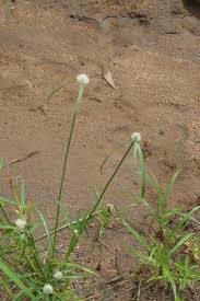 Image result for Kyllinga squamulata