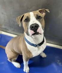 Corpus Christi Crónica