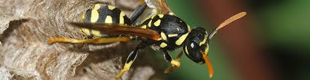 Express pest control hull pride ourselves on offering one of the areas premier 24 hour emergency* pest control solutions. Pest Control Services For Hull And The Surrounding Areas