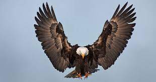 Gambar Burung Elang Keren Hd Dari Kumpulan Gambar Burung Elang Yang Mengagumkan Gambar Burung Burung Elang Burung
