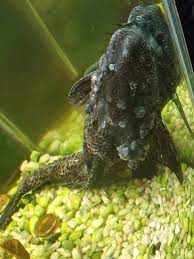 Still, no matter which type of pleco you have, you need a filtration system that will provide adequate surface agitation. Pleco With Growth Please Help Aquariacentral Com