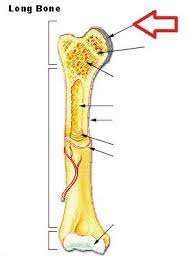 Perfect for birthdays or any occasion especially if you love sausage dogs & dacshunds! Lab Quiz 2 Bone Long Bone Bone Tissue Model Flashcards Quizlet