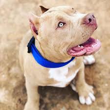 The website and database is intended for the community of american pit bull terrier lovers and dog breeders. Www Instagram Com Az Ameri Bluenose Bully Pitbull Puppies Facebook