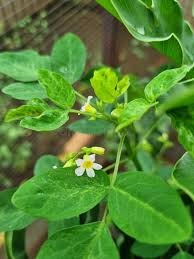 Image result for Oxalis barrelieri