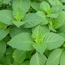 Image result for holy basil leaves